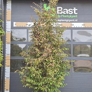 Parrotia percica 'Bella' Container 130lt. 300/350cm.