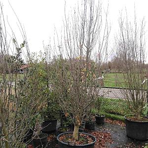 Parrotia persica 'Persian Spire' ® Container 130 lt. 250/300cm.