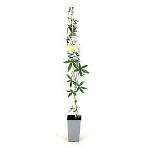Passiflora caerulea Container 2lt. 60/80cm.