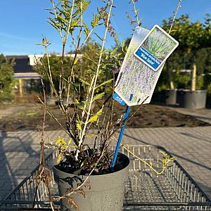 Perovskia atripl. 'Blue Spire' Pot 9cm.