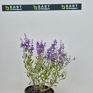 Perovskia atripl. 'Blue Spire' Container 2lt.