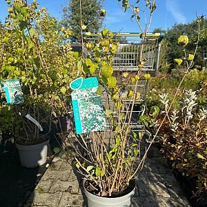 Philadelphus 'Virginal' Container 20lt. 100/120cm.