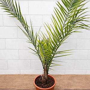 Phoenix canariensis Container 15lt. 100/120cm.