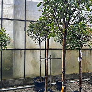 Photinia fras. 'Red Robin' Stam Container 35lt. 150cm. Stam