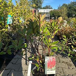 Photinia fras.'Carre Rouge' Container 5lt. 50/60cm.
