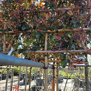 Photinia fraseri 'Red Robin' Leivorm Container 50lt. 8/12cm.