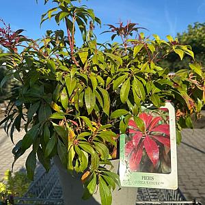Pieris jap. 'Katsura' Container 10lt.