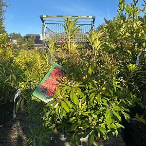 Pieris japonica 'Forest Flame' Container 10lt.