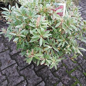 Pieris jap. 'Flaming Silver' Container 10lt. 40/45cm.