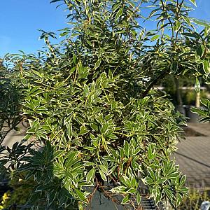 Pieris jap. 'Little Heath' Container 10lt.