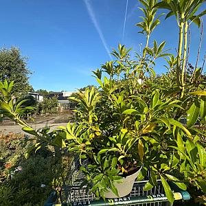 Pieris jap. 'Mountain Fire' Container 10lt.