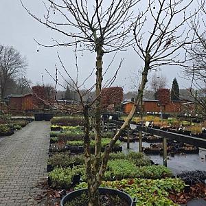 Platanus acerifolia Meerstammig Container 160lt. 200/250cm.