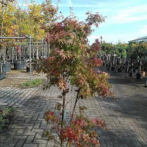 Acer pal. 'Katsura' Container 15lt. 125/150cm.