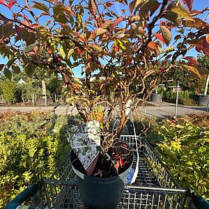 Prunus incisa 'Kojou-no-mai' Container 5lt. 30/40 cm.