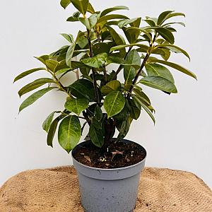 Prunus l. 'On Fire' Container 3lt. 25/30cm.