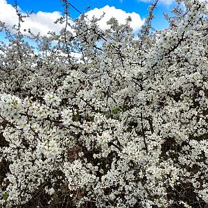 Prunus spinosa Kluit 175/200cm.