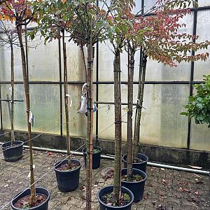 Prunus subh. 'Autumnalis Rosea' Container 25lt. 8/10cm.