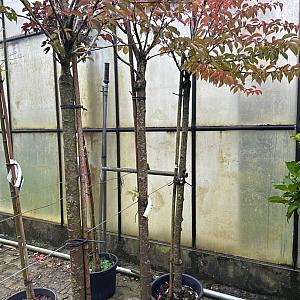 Prunus yedoensis Container 15lt. 120/140cm.