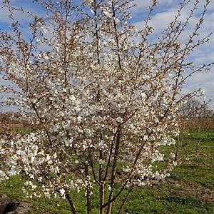 Prunus 'The Bride' Meerstammig Draadkluit 300/350cm.