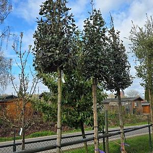 Quercus ilex Container 100lt. 20/25cm.