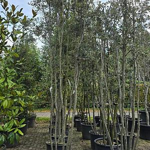 Quercus ilex Meerstammig Container 90lt. 175/200cm.