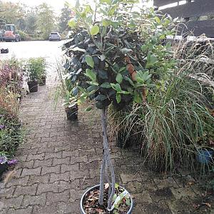 Quercus ilex 3-stam Bolvorm Container 20 lt.
