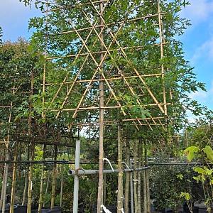 Quercus palustris Leivorm Container 130lt. 12/14cm.