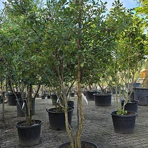 Quercus pubescens Meerstammig Container 80lt. 250/300cm.