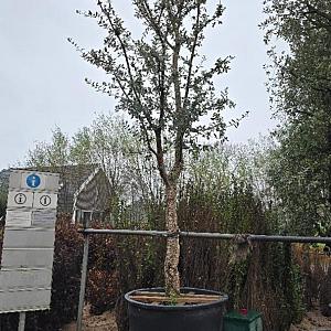 Quercus suber Container 90lt. 14/16cm.