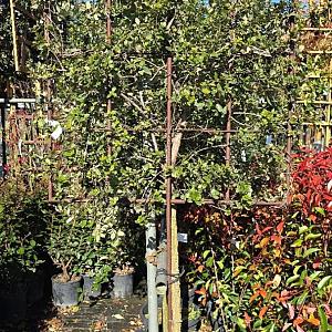 Quercus suber Leivorm Container 30lt Stam 80cm.