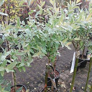 Salix integra 'Hakuro-nishiki' Container 4lt. Stam 100cm.