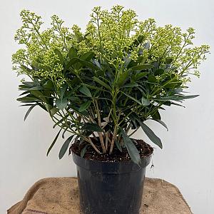 skimmia jap. 'Finchy' Container 5lt. 25/30cm.