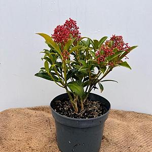 Skimmia japonica 'Godrie's Dwarf' Container 3lt. 20/25cm.