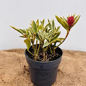 Skimmia japonica 'Marlot' Container 2lt. 25/30cm.