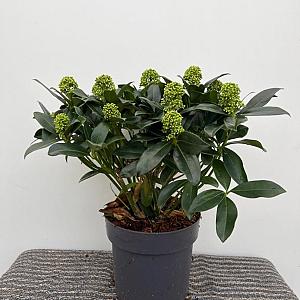 Skimmia jap. 'White Globe' Container 5lt.