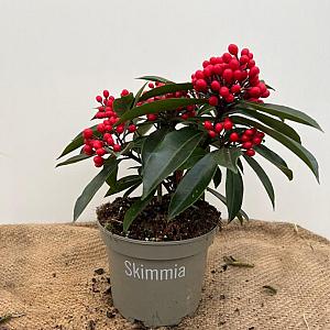 Skimmia reevesiana Container 2lt. 20/25cm.