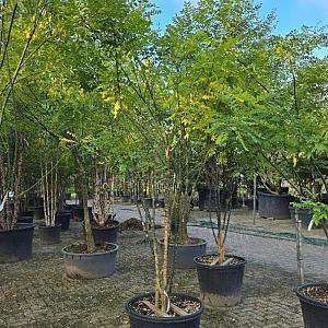 Sophora japonica Meerstammig Container 160lt. 300/350cm.