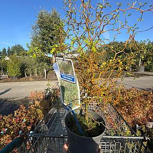 Sophora prostrata 'Little Baby' Container 3lt. 25/30cm.