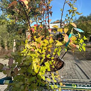 Spiraea japonica 'Golden Princess' Container 3lt. 20/30cm.