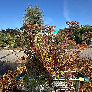 Spiraea japonica 'Little Princess' Container 3lt. 20/30cm.
