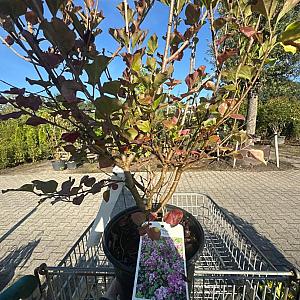 Syringa meyeri 'Palibin' Container 5lt. 100cm. stam