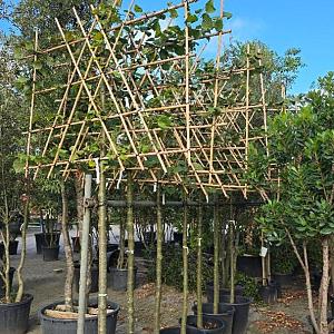 Tilia europaea 'Pallida' Leivorm Container 70lt. 12/14cm.