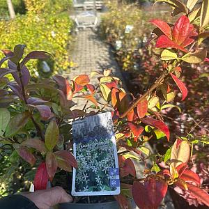 Trachelospermum jasm. 'Winter Ruby' Container 2lt. 20/30cm.