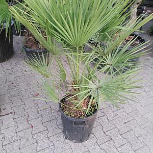 Trachycarpus fortunei Duo stam Container 40lt. 125/150cm.