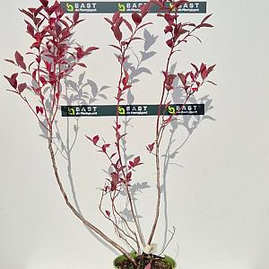 Vaccinium corymbosum Container 3lt.