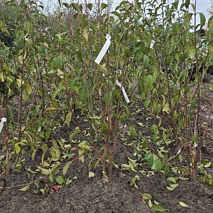 Viburnum bodn. 'Dawn' Container 2lt. 50/60cm.