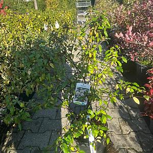 Viburnum burkw. 'Conoy' Container 5lt. 40/60cm.