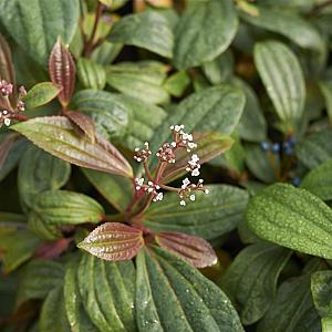 Viburnum davidii Container 3lt. 20/30cm.