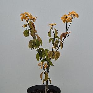 Viburnum dilatatum Container 4lt. 40/50cm.