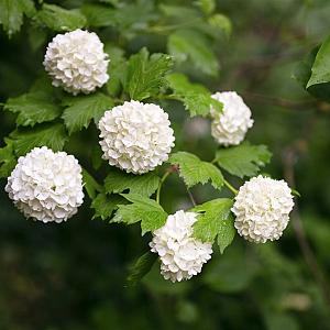 Viburnum opulus Kluit 100/125cm.